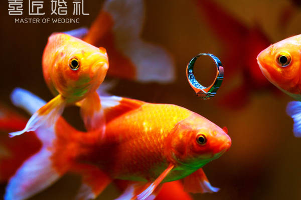 喜匠婚礼蓝案例