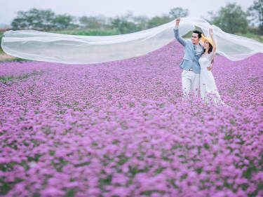 尊荣龙花海案例