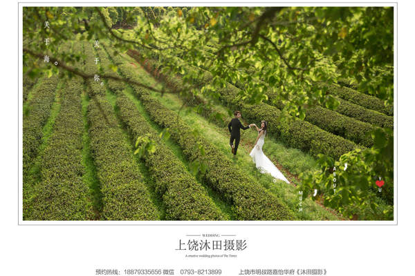 上饶茶园系列