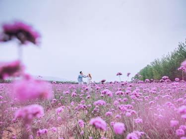 万亩花海