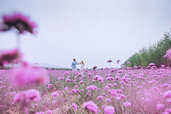 万亩花海