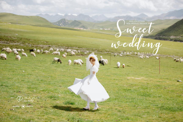 白羊群 草坪 小清新婚纱照 青海婚纱照